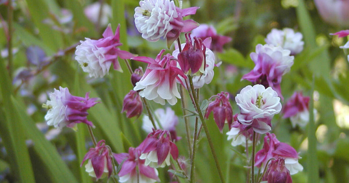 ancolie-aquilegia-1-270758-blp-msg.jpg