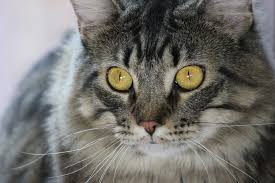 angora.jpg