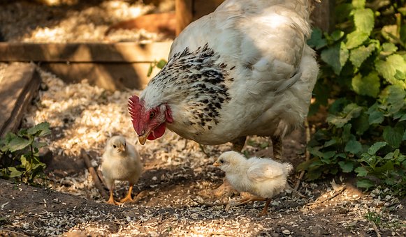 animals-3509098__340.jpg