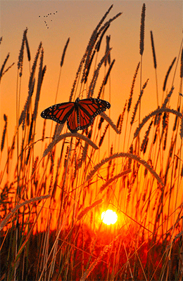apaisement-nature-poeme-jepoeme.gif