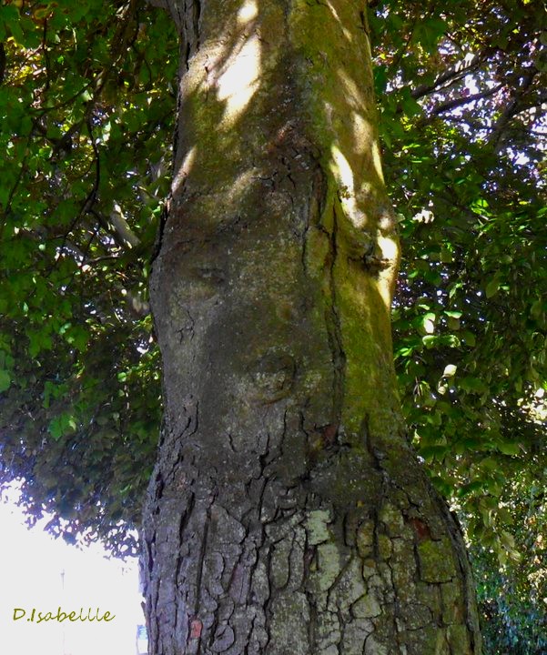 Arbre 3.jpg