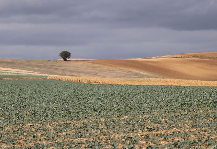 Arbre perdu.JPG