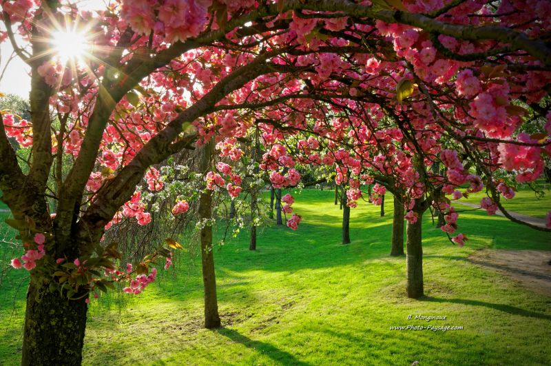 arbres aux printemps.jpg
