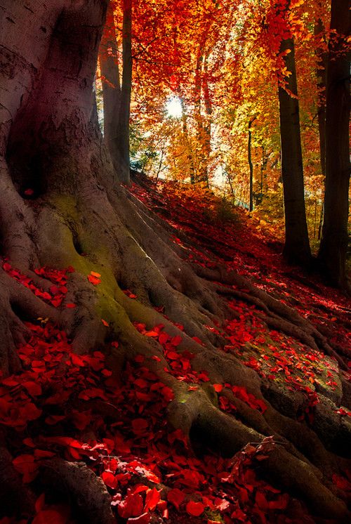 Automne de pinterest.jpg