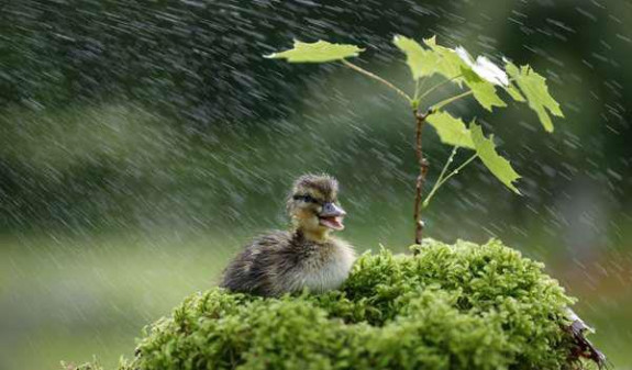 belle pluie 1.jpg