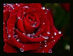 belle rose.png