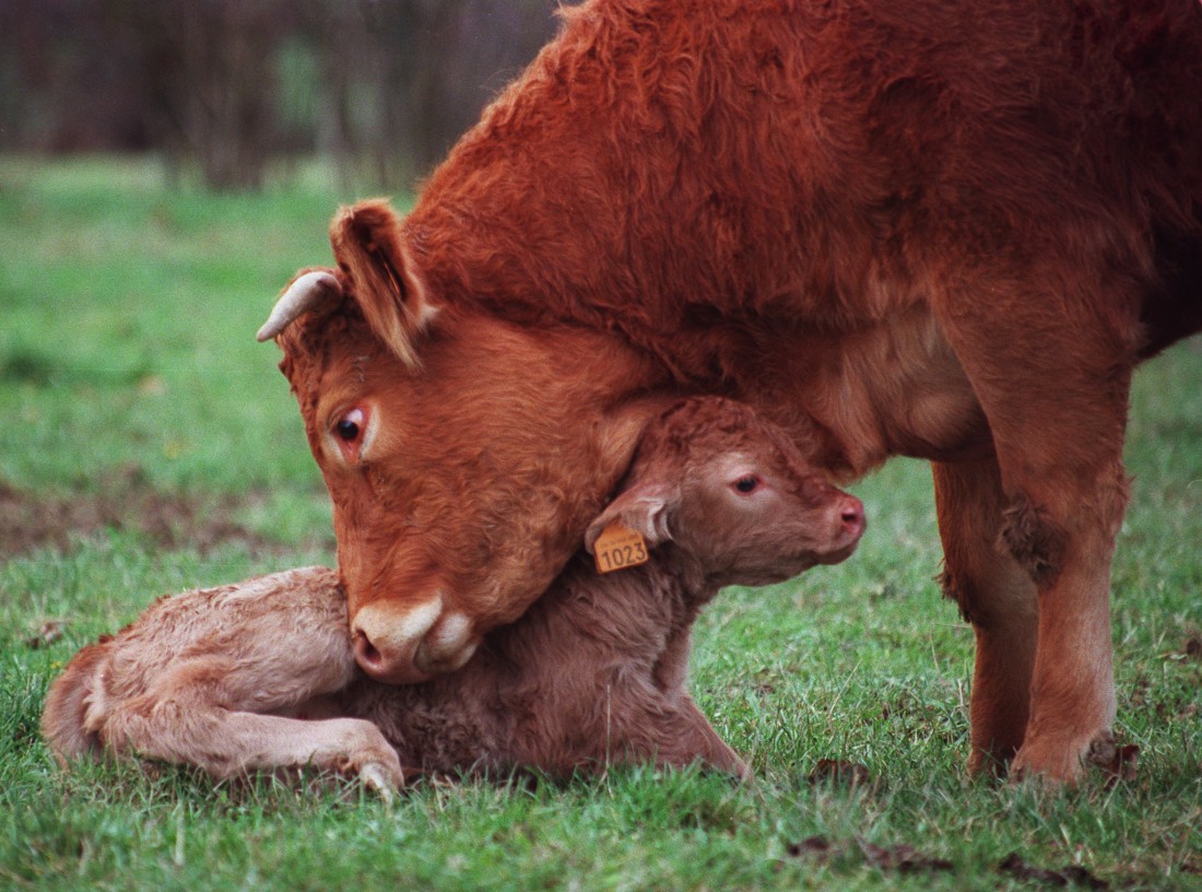 Belle Vache.jpg