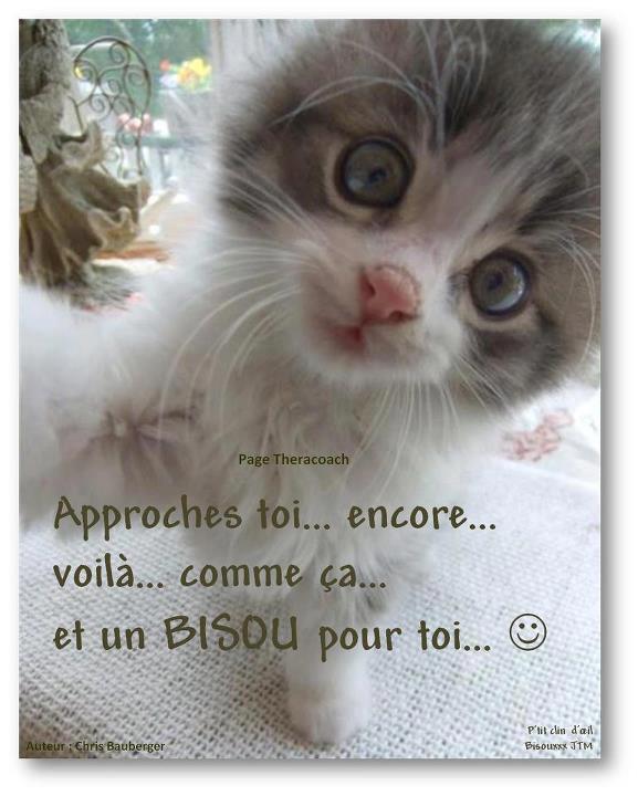 Bisous chat.jpg