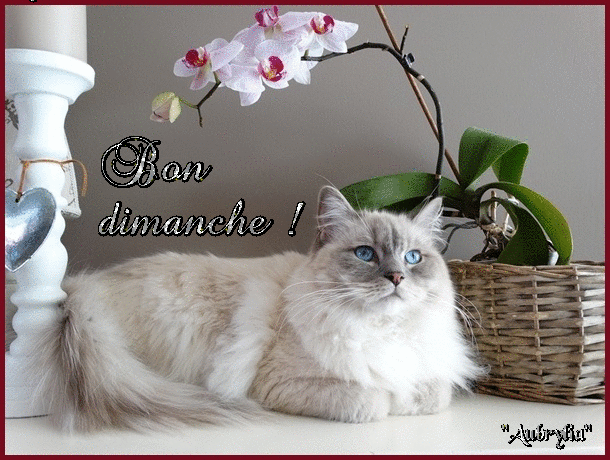 Bon dimanche     super.gif