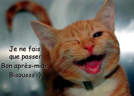 Bonne après-midi chat.jpg