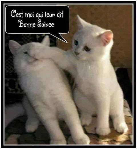 Bonne soirée humour.jpg
