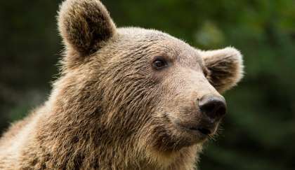brun ours .jpg
