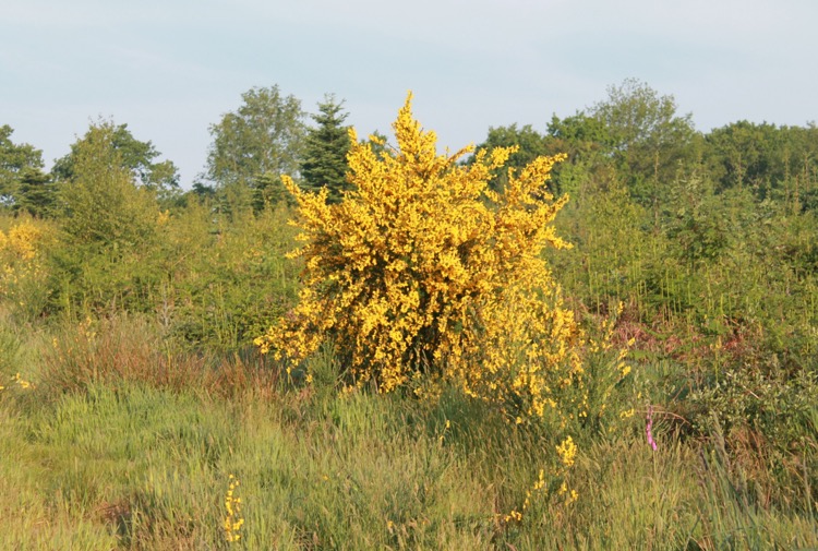 buisson.jpg