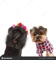 caniche et york.png