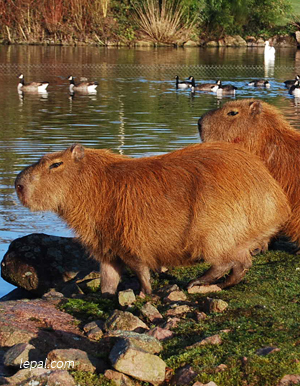 capibara .jpeg