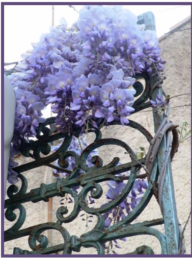 Capturegli.JPG