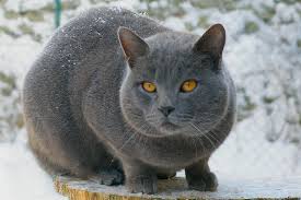 carlame chartreux.jpg