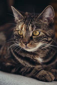 cat-3523992__340.jpg