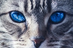 cats.jpg