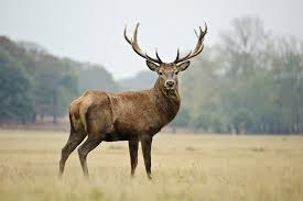 cerf 1.jpg
