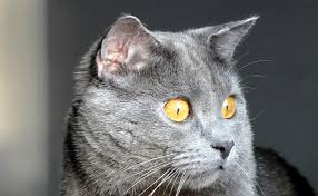 chartreux .jpg