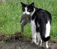 chasse.jpg