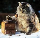chat angora au café.jpg