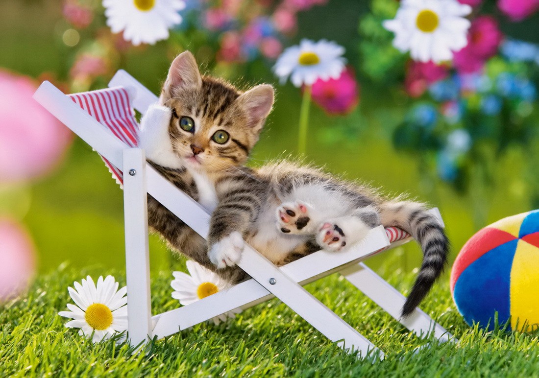 Chat + chaise.jpg