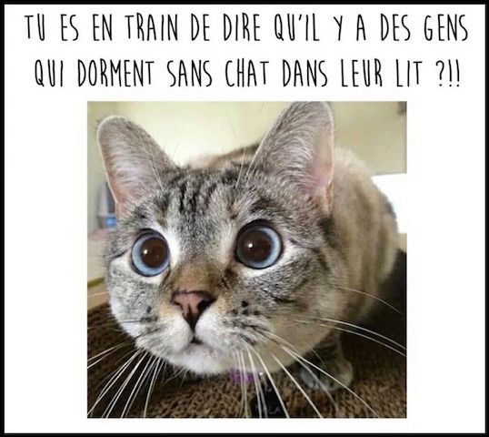 chat drole.jpg