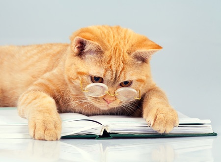 Chat et livre + lunette.jpg