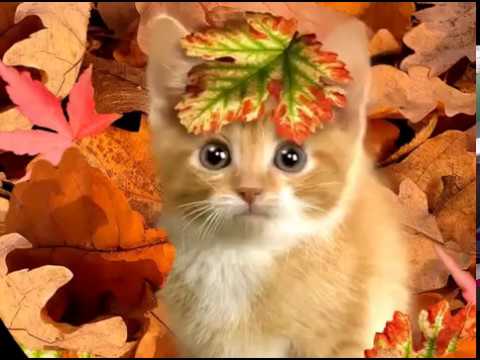 chat +feuille.jpg