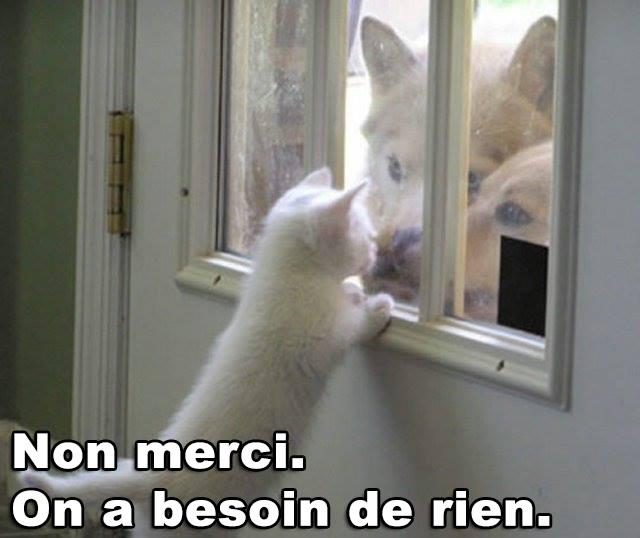 chat humour.jpg
