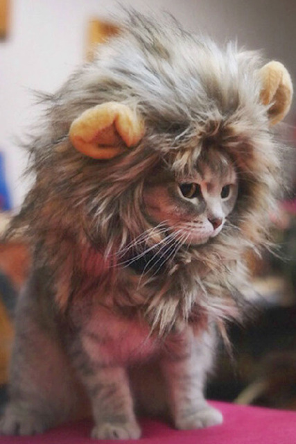 Chat lion 2.jpg