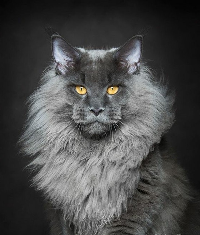 Chat lion.jpg