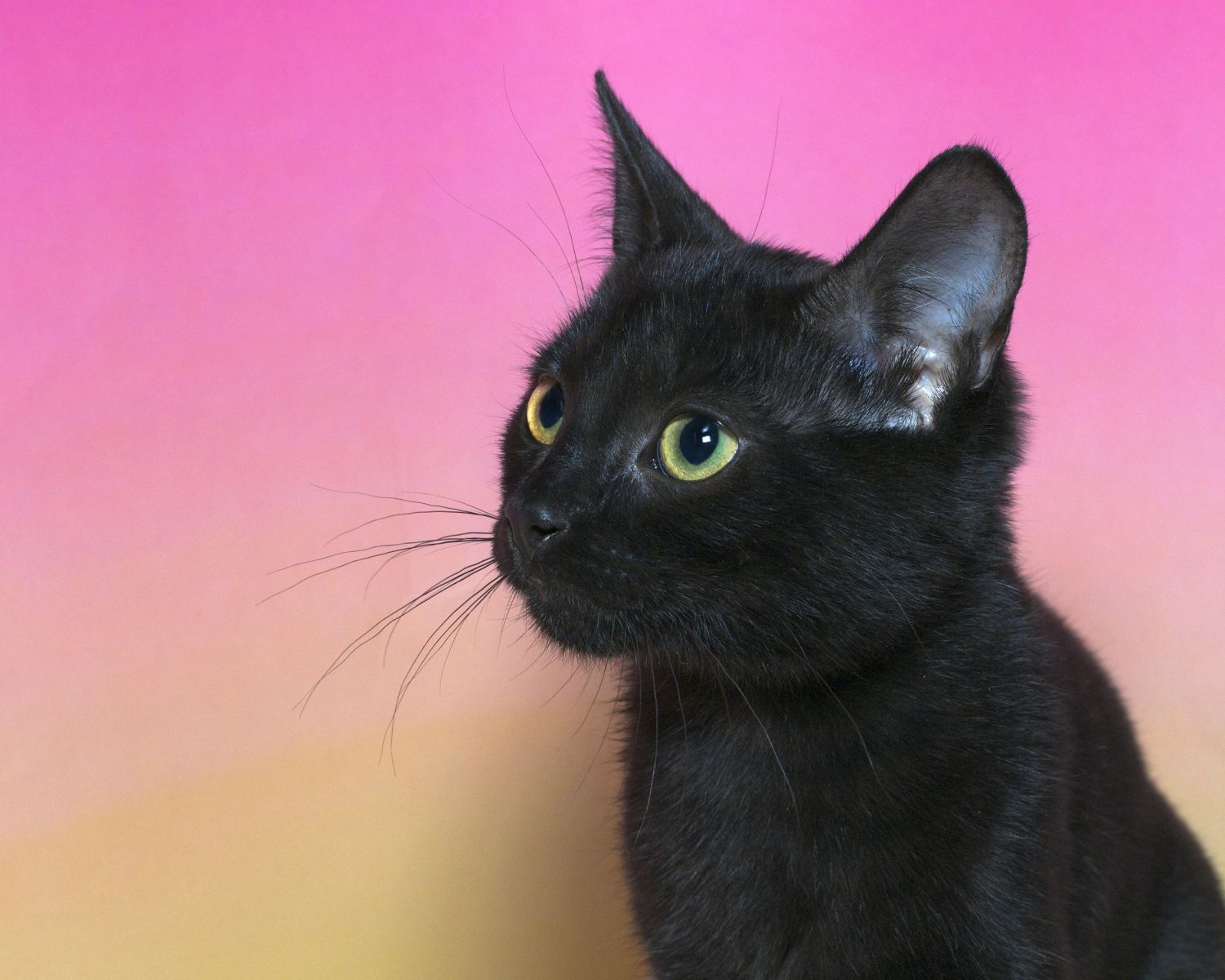 chat-noir.jpg