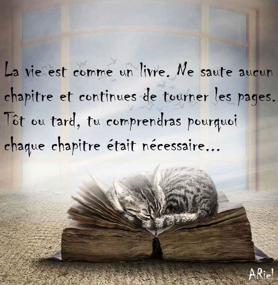 chat qui dort.jpg