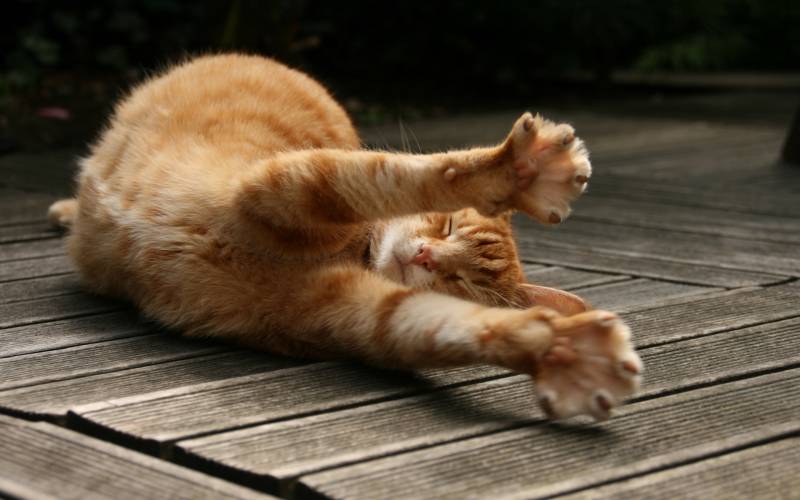 Chat qui s'étire.jpg