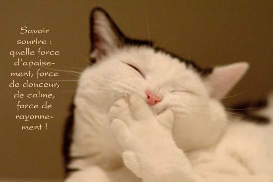 Chat qui sourit + proverbe.jpg