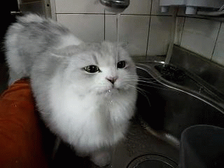 chat soif .gif