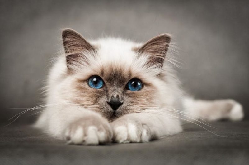 Chat sublime.jpg