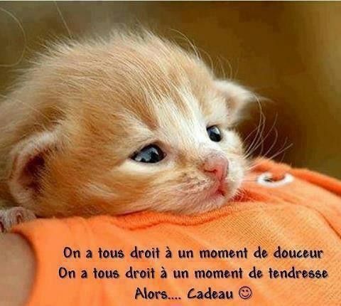 Chat tendresse mimi.jpg