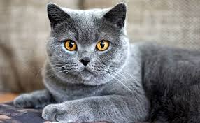 chat treux .jpg