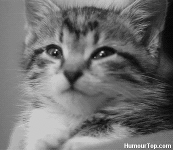 chaton cligneur .gif
