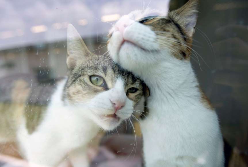 chats amoureux.jpg