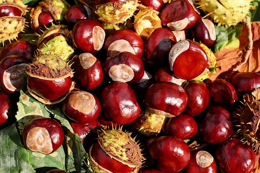 chestnut-1710430__340.jpg