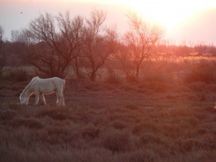 chevaux camargais.jpg