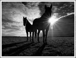 chevaux .jpg
