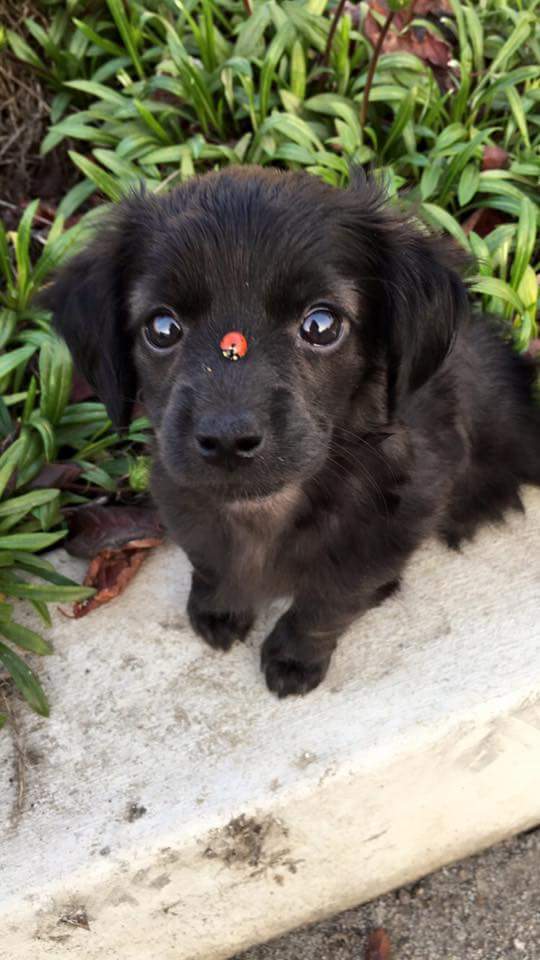 CHIEN COCCINELLE.jpg