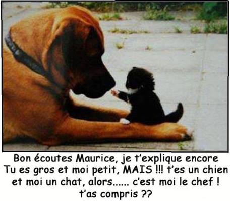 chien-et-chat mini.jpg