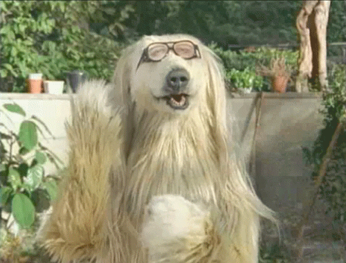 chien qui applaudit.gif